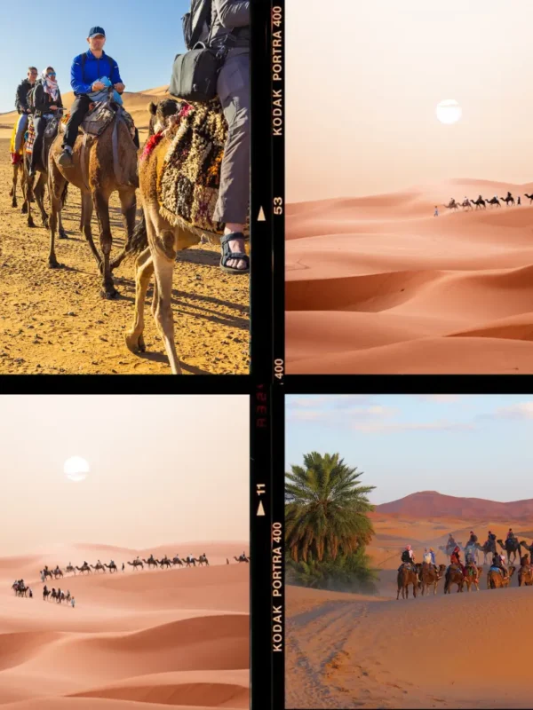 Camel trekking sunset in Morocco Sahara Desert